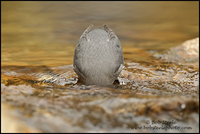 American Dipper (Cinclus mexicanus)