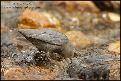 American Dipper (Cinclus mexicanus)
