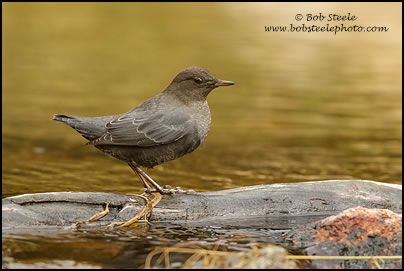 American Dipper (Cinclus mexicanus)