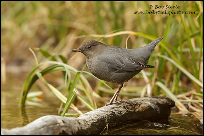 American Dipper (Cinclus mexicanus)