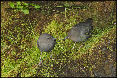 American Dipper (Cinclus mexicanus)