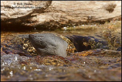 American Dipper (Cinclus mexicanus)