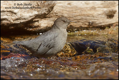 American Dipper (Cinclus mexicanus)