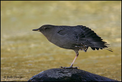 American Dipper (Cinclus mexicanus)