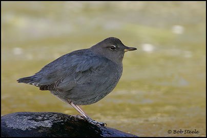 American Dipper (Cinclus mexicanus)