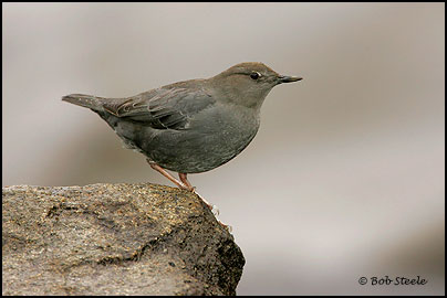 American Dipper (Cinclus mexicanus)