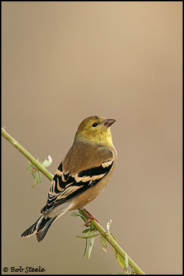 American Goldfinch (Carduelis tristis)