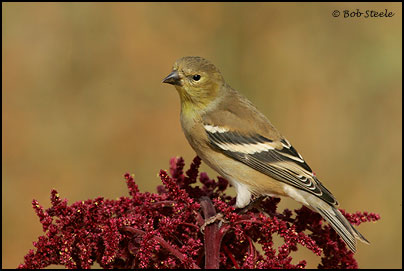 American Goldfinch (Carduelis tristis)