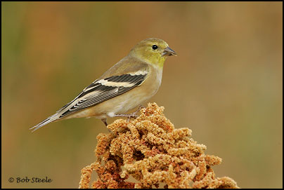 American Goldfinch (Carduelis tristis)