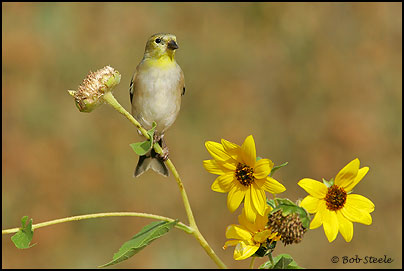 American Goldfinch (Carduelis tristis)