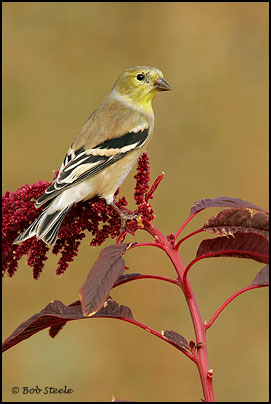 American Goldfinch (Carduelis tristis)