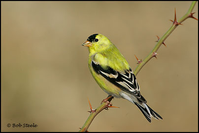 American Goldfinch (Carduelis tristis)