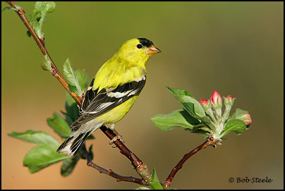 American Goldfinch (Carduelis tristis)