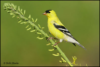 American Goldfinch (Carduelis tristis)