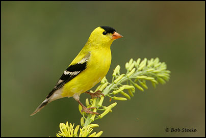American Goldfinch (Carduelis tristis)