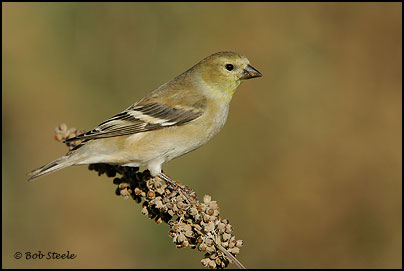 American Goldfinch (Carduelis tristis)