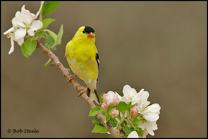 American Goldfinch (Carduelis tristis)