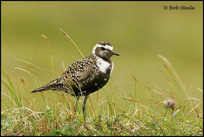 American Golden-Plover (Pluvialis dominica)