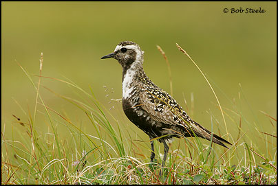 American Golden-Plover (Pluvialis dominica)