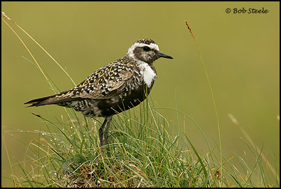 American Golden-Plover (Pluvialis dominica)