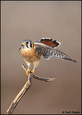 American Kestrel (Falco sparverius)