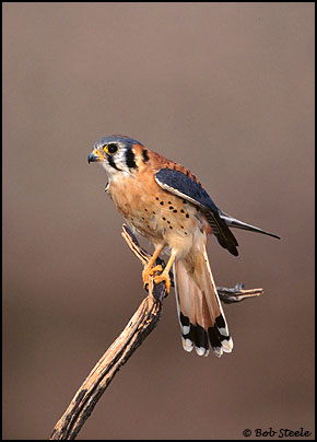 American Kestrel (Falco sparverius)