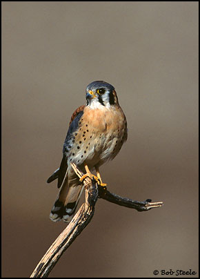 American Kestrel (Falco sparverius)