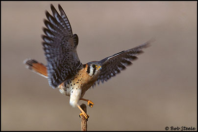 American Kestrel (Falco sparverius)