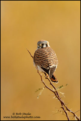 American Kestrel (Falco sparverius)