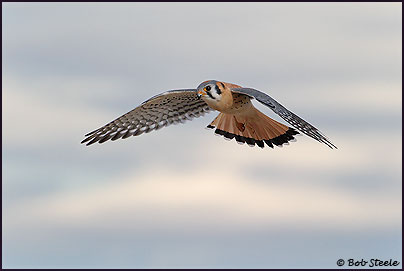 American Kestrel (Falco sparverius)