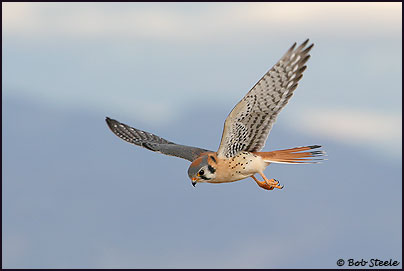 American Kestrel (Falco sparverius)