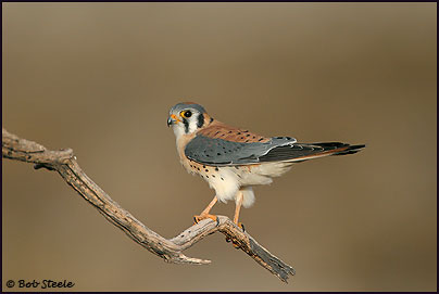 American Kestrel (Falco sparverius)