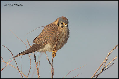 American Kestrel (Falco sparverius)