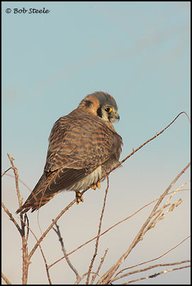 American Kestrel (Falco sparverius)