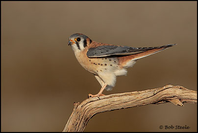 American Kestrel (Falco sparverius)