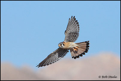American Kestrel (Falco sparverius)