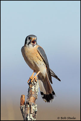 American Kestrel (Falco sparverius)