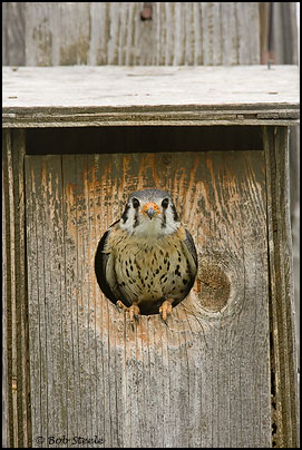 American Kestrel (Falco sparverius)