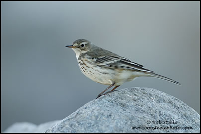 American Pipit (Anthus rubescens)