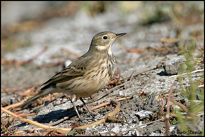 American Pipit (Anthus rubescens)