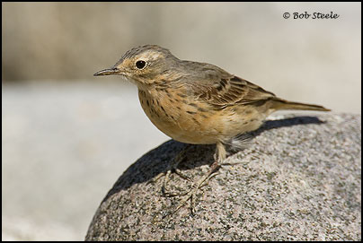 American Pipit (Anthus rubescens)
