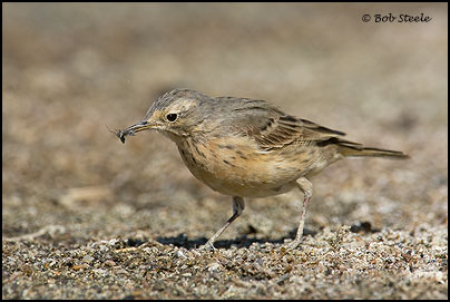 American Pipit (Anthus rubescens)