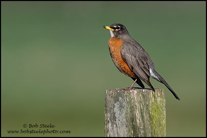 American Robin (Turdus migratorius)