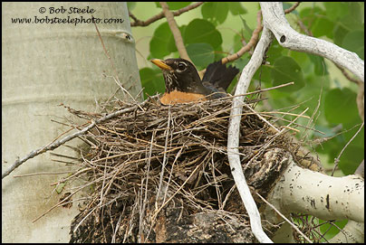 American Robin (Turdus migratorius)