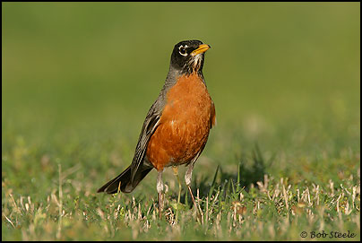 American Robin (Turdus migratorius)