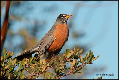 American Robin (Turdus migratorius)