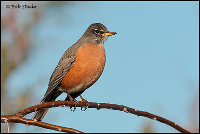 American Robin (Turdus migratorius)
