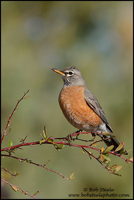 American Robin (Turdus migratorius)