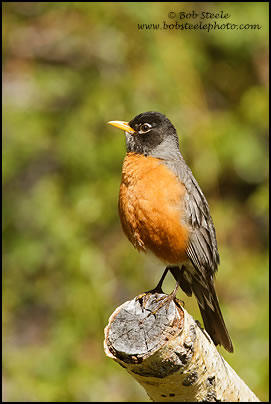 American Robin (Turdus migratorius)