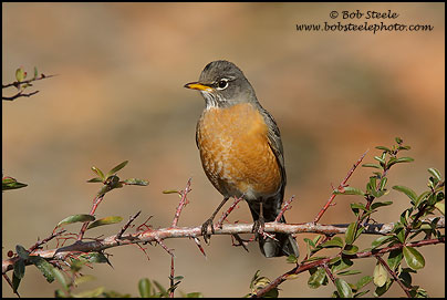 American Robin (Turdus migratorius)
